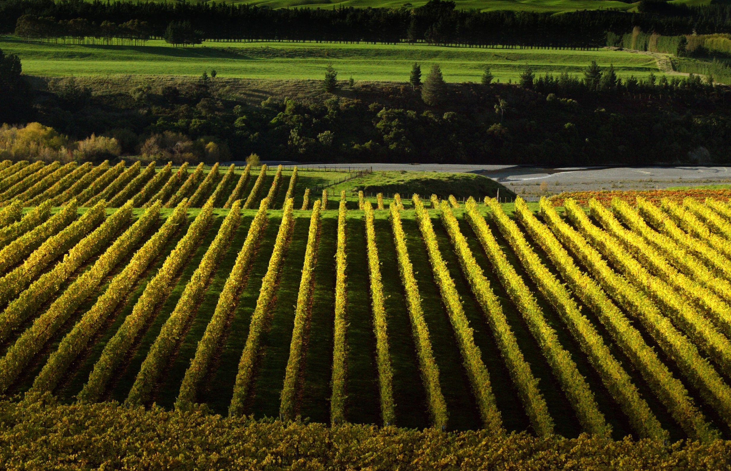 Autumn Colours Feature Mangatahi vineyards surrender to Autumn Colour. Rep - Pic By Warren Buckland Hawkes Bay Today - NAPIER NEWS FEATURE DIGITAL PHOTO